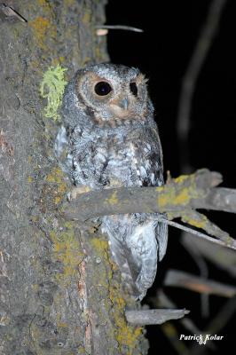 Flammulated Owl