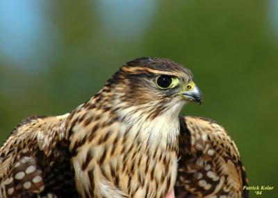 Merlin 3