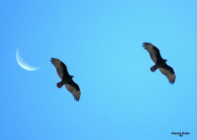 Turkey Vultures