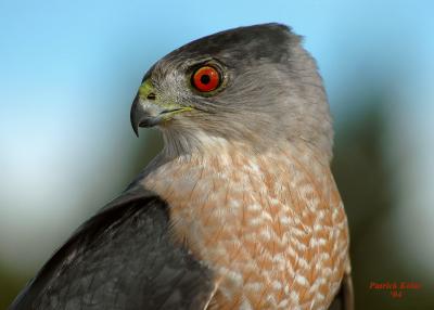 Cooper's Hawk