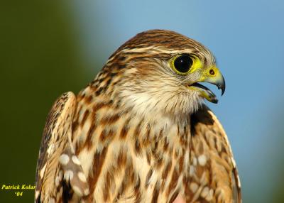 Merlin 2