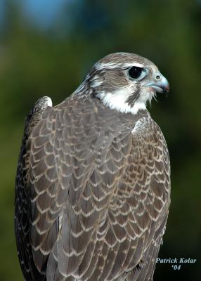 Prairie Falcon