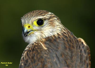 Merlin 1