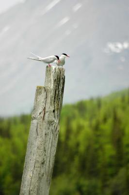 Arctic Tern 1