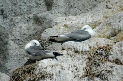 Black Legged Kittiwakes