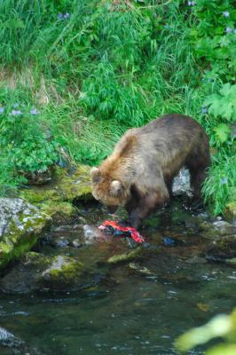 Brown Bear Feasting