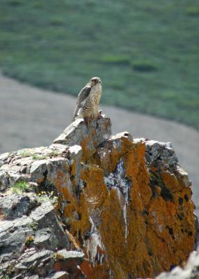 Gyrfalcon