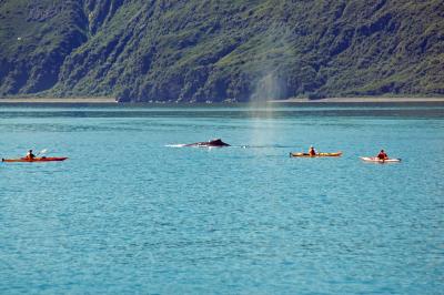 v3/74/601874/3/50961470.humbackWhaleKayaks.jpg