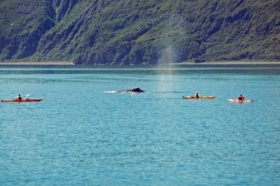 Humback Whale & Kayaks