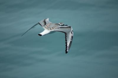 Juv Black legged Kittiwake