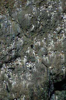 Kittiwake Cliff Nest