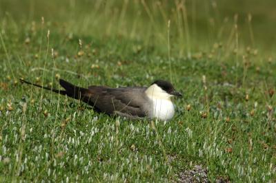 Long-tailed Jaeger