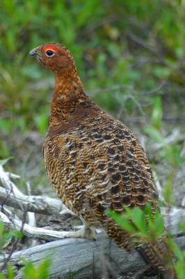 Male Willow Ptarmigan