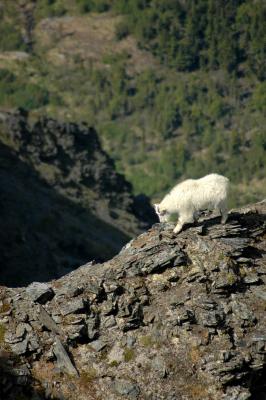 Mountain Goat & Cliff