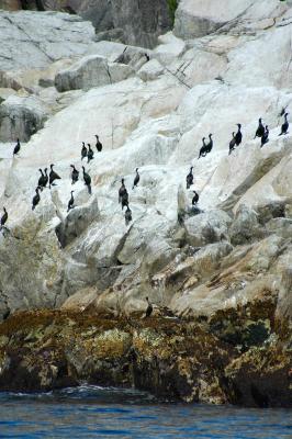 Pelagic and Red-Faced Cormorants