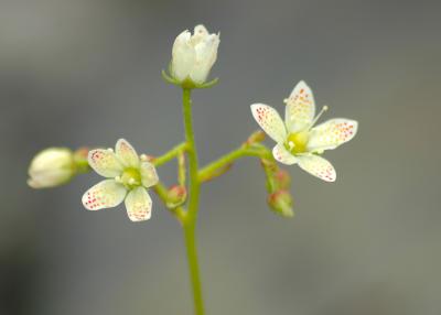 Prickly Saxifrage