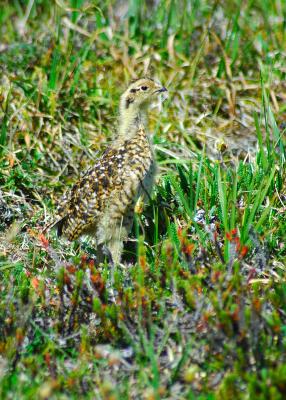 Ptarmigan Chick