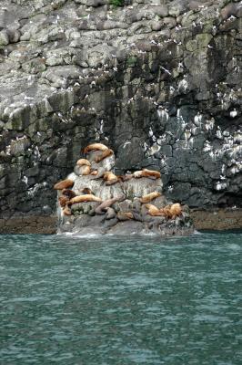 Stellars Sea Lions