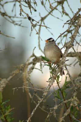 White-Crowned Sparrow