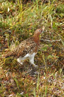 Willow Ptarmigan