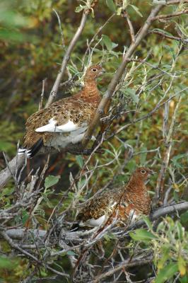 Willow Ptarmigan Duo