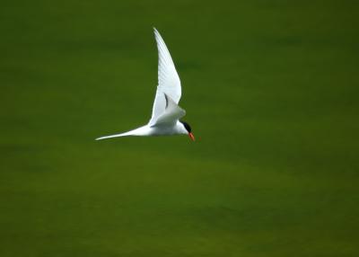 Arctic Tern 2