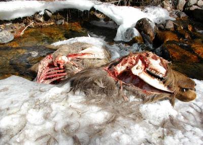 Dead Elk=wolverine food