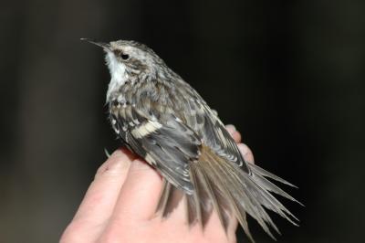 Brown Creeper