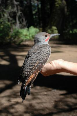 Northern Flicker