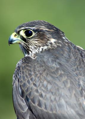 Merlin
