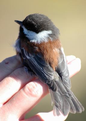 Chestnut-backed Chickadee