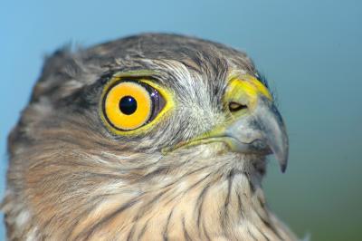 Juv. Sharp-shinned Hawk