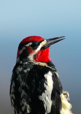 Red-naped Sapsucker