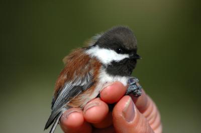 Chestnut-backed Chickadee 2