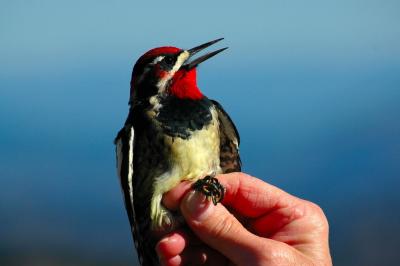 Sapsucker 2