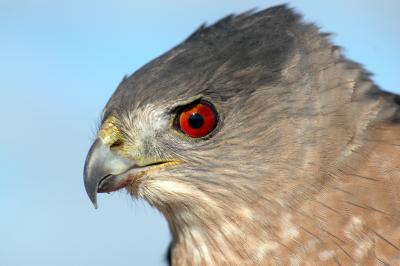 Adult Cooper's Hawk 1