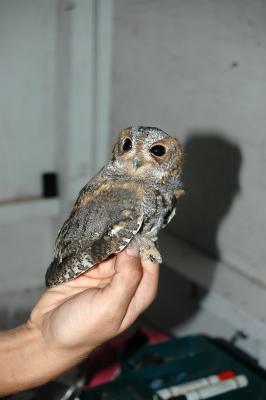 Flammulated Owl