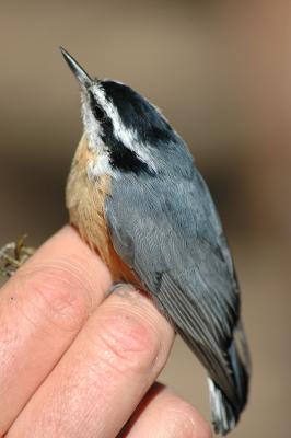 Red-breasted Nuthatch