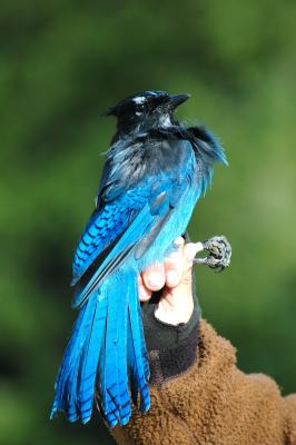 Stellar's Jay