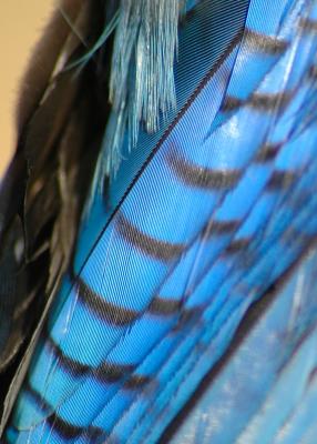 Stellar's Jay Feathers