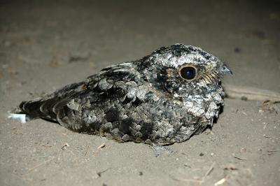 Common Poorwill 2