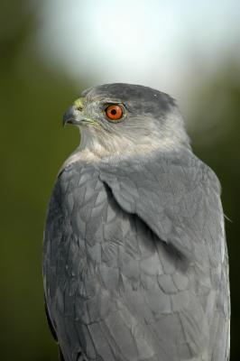 Adult Cooper's Hawk 3