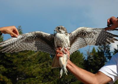 Prairie Falcon Wings