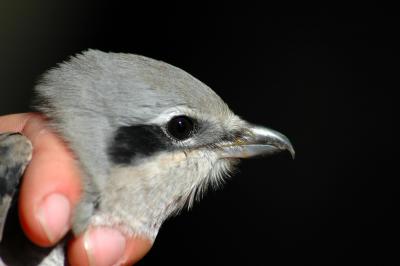 Northern Shrike Head