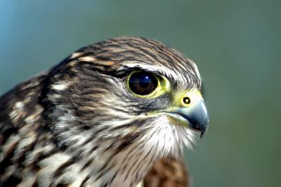 Merlin 2