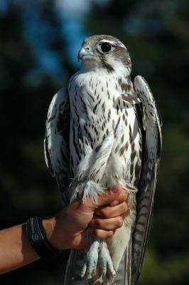 Prairie Falcon