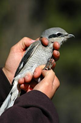 Norther Shrike
