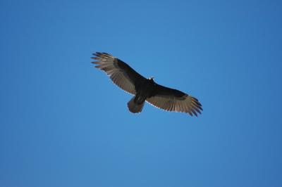 Turkey Vulture