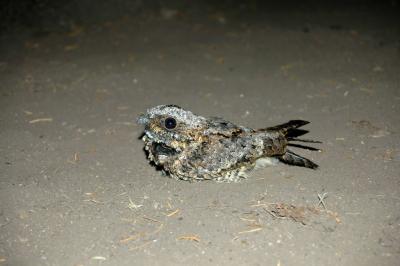 Common Poorwill 3