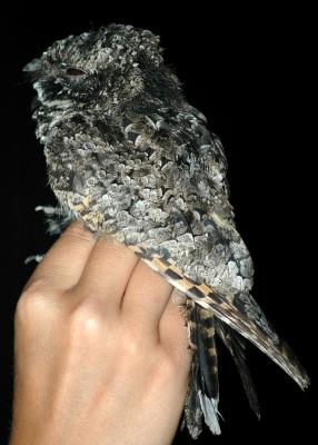 Common Poorwill 4